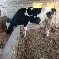 فروش 1راس گاو شیری هلشتاین