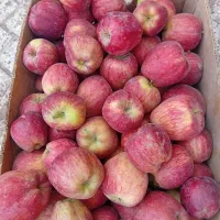 سیب وبه بار شیرین ودرجه 1