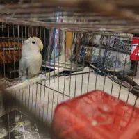 واگذاری طوطی