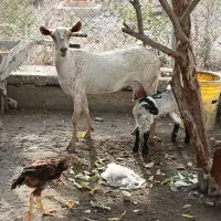 قیمت زنگ