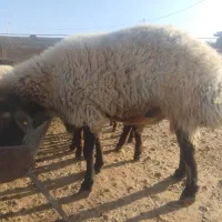 قوچ هترو گله گرد