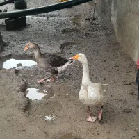 غازتخم گزار