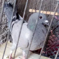 گفتر|پرنده|ایرانشهر, |دیوار