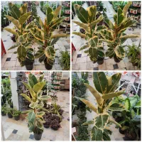 گل آپارتمانی فیکوس بلند زاموفیلیا کوکوپیت قاشقی