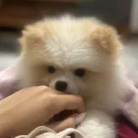 پامرانین خرسی اصل. ۴ماهه شناسنامه دار