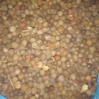 هسته خرمای وحشی