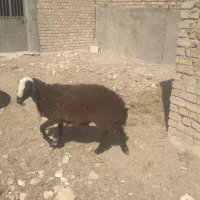 بره نرشال ۳۵تا۴۰کیلو