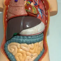 مولاژ نیم تنه