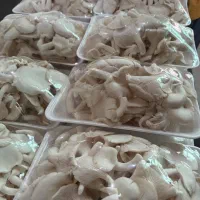 قارچ صدفی|خوردنی و آشامیدنی|کرج, عظیمیه|دیوار