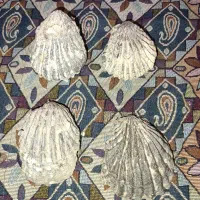 فسیل صدف برای ۲۰۰ میلیون سال پیش