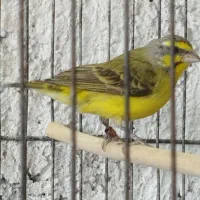 سهره|پرنده|اصفهان, عمان سامانی|دیوار