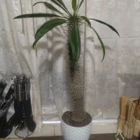 نخل ماگاسکار