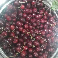 فروش گیلاس تک دانه والبالوی زیبا