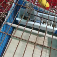 جفت طوطی برزیلی|پرنده|آبادان, |دیوار