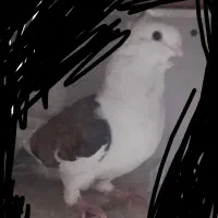 کفتر دوکت
