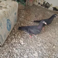 جوجه و بزرگ توضیحات کامل بخون