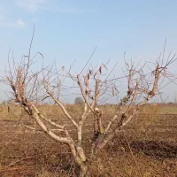 هرس و اصلاح انواع درختان باغی سیاه ریشه و مرکبات