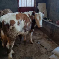 گوساله سمینتال|حیوانات مزرعه|دهگلان, |دیوار