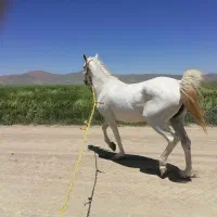 اسب