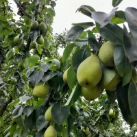 درختات بار خوب نمیده بزنگ.