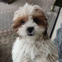 سگ شیتزو سوپر فلت