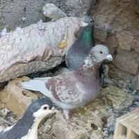 کبوتر|پرنده|آیسک, |دیوار