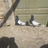 سلام کفتر فروشی|پرنده|دشتابی, |دیوار