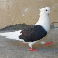 کبوتر  دوکت   دو   جفت|پرنده|بهبهان, |دیوار