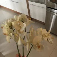 سه شاخه گل ارکیده