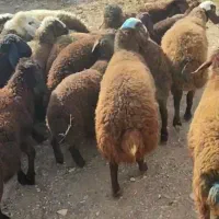 خرید فروش بره داشتی ومیش قزل افشار