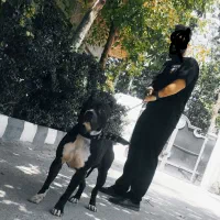 توله پیتبول جهت واگذاری