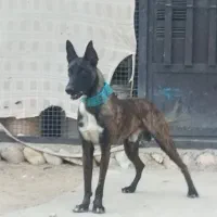 سگ مالینیوز|سگ|بندرعباس, |دیوار