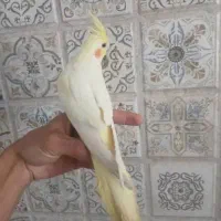 عروس هلندی ماده