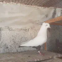 پرنده