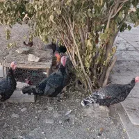 فروش بوقلمون|حیوانات مزرعه|مراغه, |دیوار