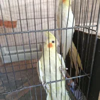 عروس هلندی جوان