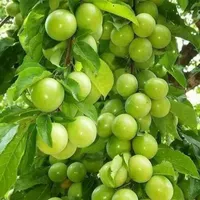 کیوی سیب گلابی الوچه گردو موز گیلاس|خدمات باغبانی و درختکاری|شیراز, دشت چنار|دیوار