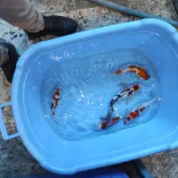 فروش عمده لارو و پیش فروش یکبندودوبندکوی سوپرباله