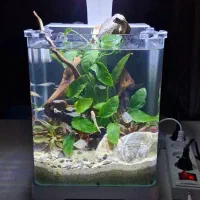 اکواریوم|ماهی|لنجان, |دیوار