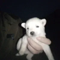 واگذاری پا کوتاه|سگ|سراب, |دیوار