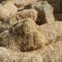 پرس پوشال برنج|لوازم جانبی حیوانات|تربت جام, میان جام|دیوار