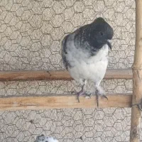 کبوتر  جوجه کاکلی