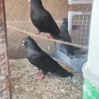 کبوتر|پرنده|ایذه, |دیوار