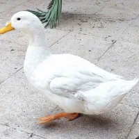 اردک