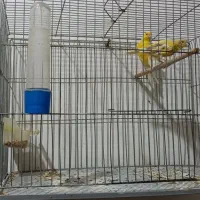 قناری لیمویی