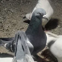 نر سبز ناجلد معاوضه با تهرانی