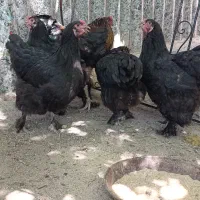 تخم نطفه دار برهما سوپر بلک