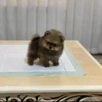 فروش سگ پامرین خرسی