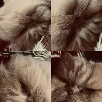 گربه پرشین کرم و سفید آرام ملوس|گربه|چالوس, |دیوار