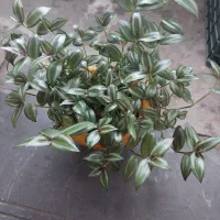 مقداری وسیله و گل